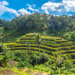 Tegallalang Rice Terraces